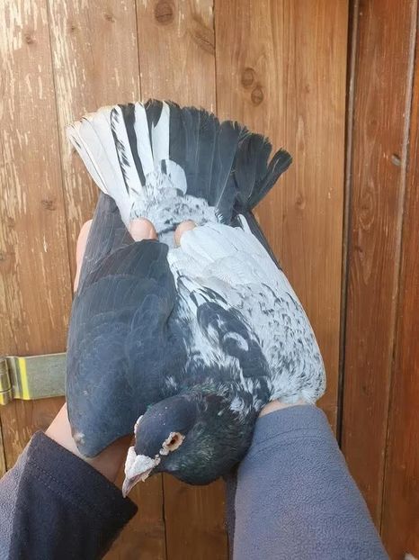  - Nu îmi aparțin 11