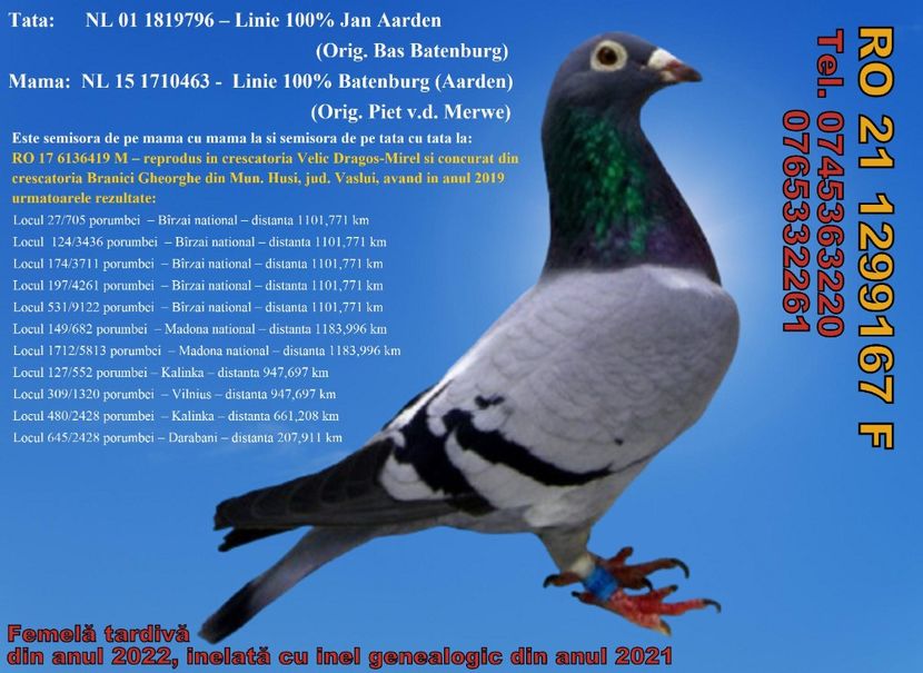 RO 21 1299167 F REZERVATA Pret FIX 250 lei + transportul - 11 PORUMBEI - FEMELE - DISPONIBILE DIN ANII 2016 2017 2018 2019 2020 2021