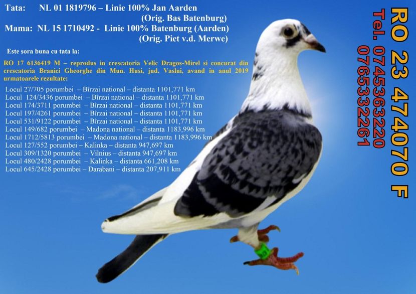 RO 23 474070 F  REZERVATA  Iasi Pret FIX 250 lei + transportul - 11 PORUMBEI - FEMELE - DISPONIBILE DIN ANII 2016 2017 2018 2019 2020 2021