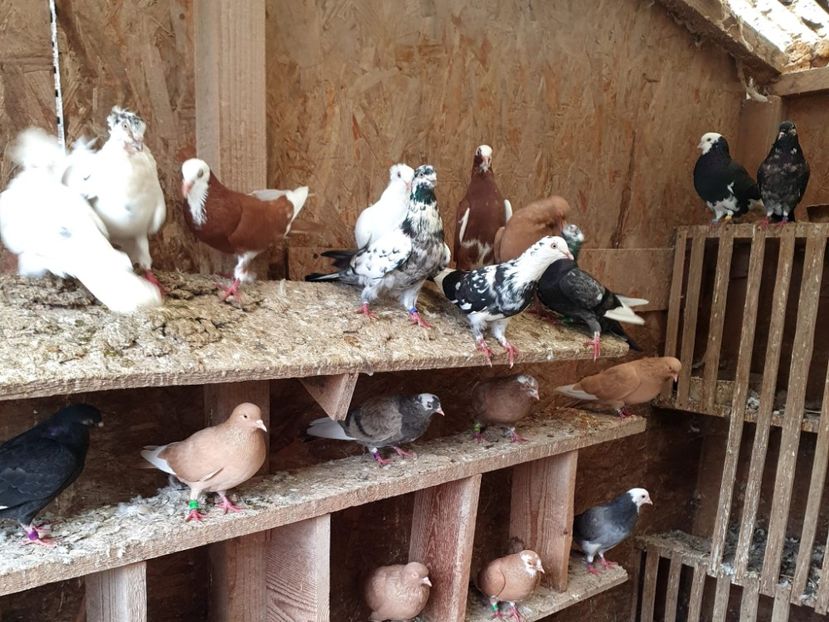 WhatsApp Image 2025-10-25 at 11.04.19_60ebe0cc - DE VANZARE