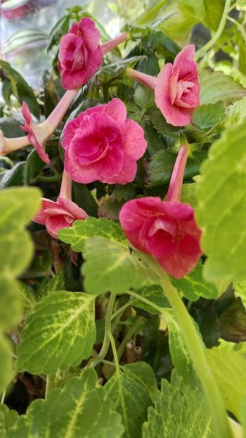  - 2025-RF s Pink Swan