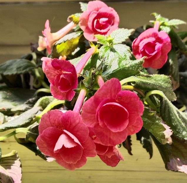  - 2025-RF s Pink Swan