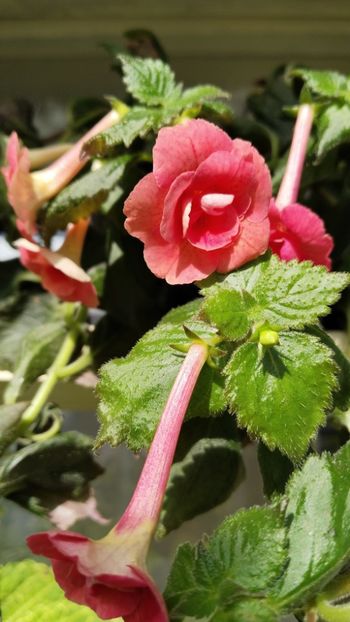  - 2025-RF s Pink Swan