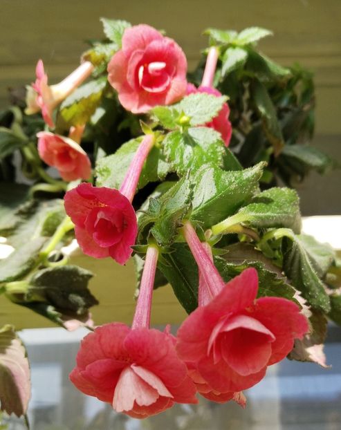  - 2025-RF s Pink Swan