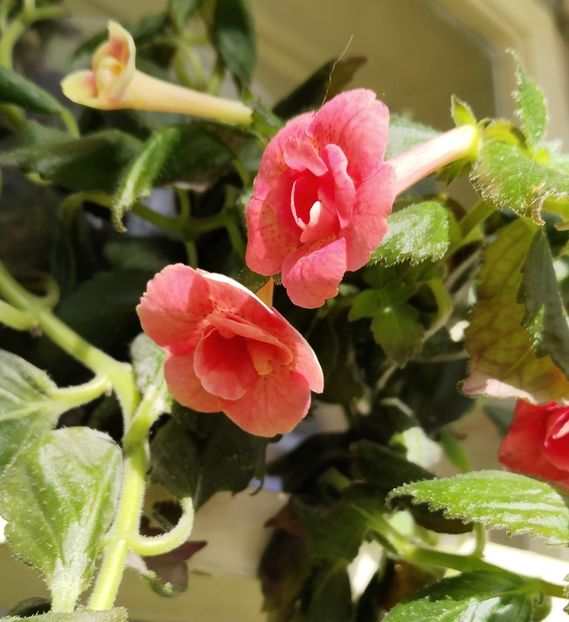  - 2025-RF s Pink Swan