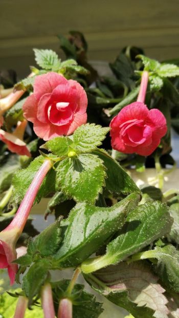  - 2025-RF s Pink Swan