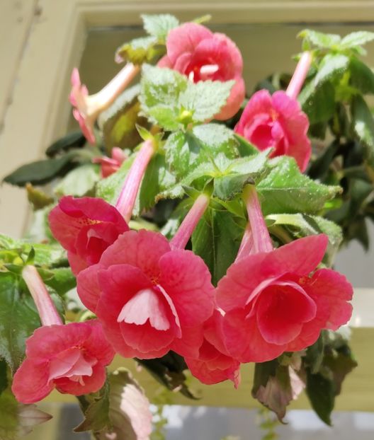  - 2025-RF s Pink Swan