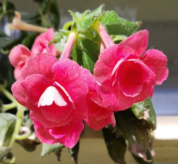  - 2025-RF s Pink Swan