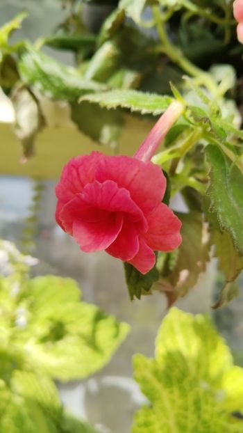  - 2025-RF s Pink Swan