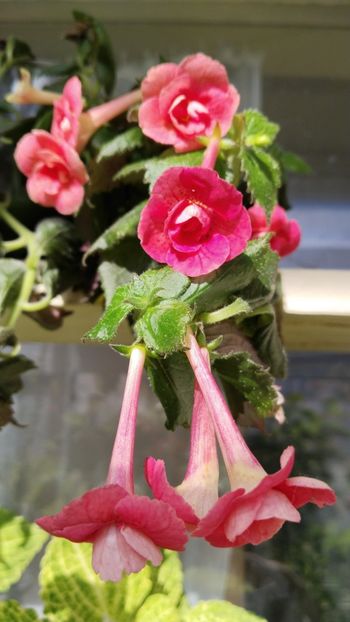  - 2025-RF s Pink Swan