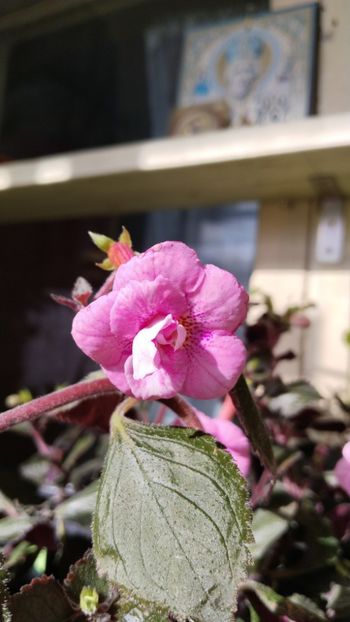 ...cu Sfantul Nicolae in fundal! ♥️ - 2025-RF s Catrina