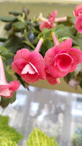  - 2025-RF s Pink Swan