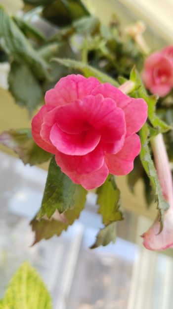  - 2025-RF s Pink Swan