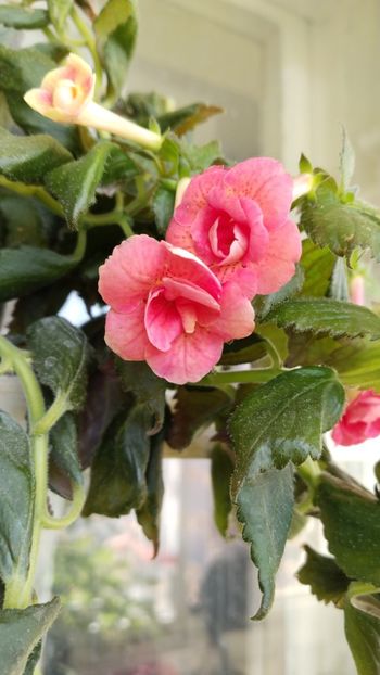  - 2025-RF s Pink Swan