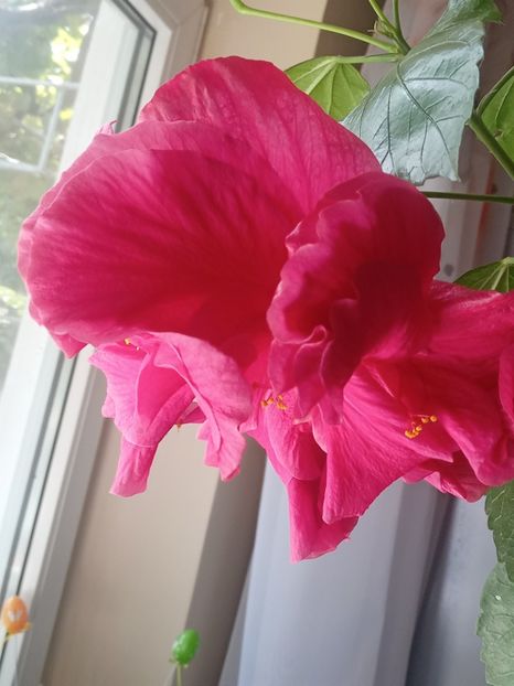  - SEPTEMBRIE-OCTOMBRIE - NOIEMBRIE