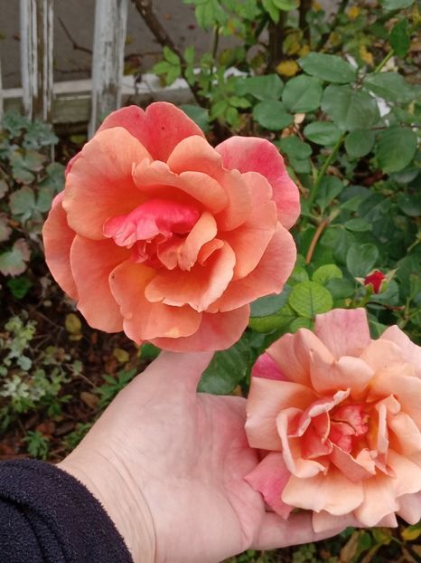  - SEPTEMBRIE-OCTOMBRIE - NOIEMBRIE