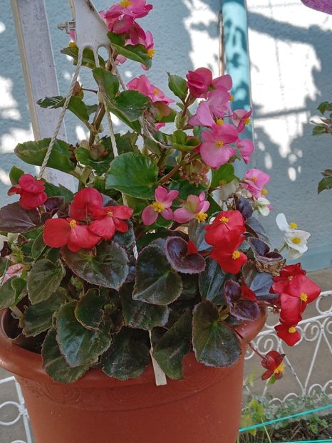  - SEPTEMBRIE-OCTOMBRIE - NOIEMBRIE