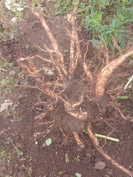 Rădăcină de hibiscus,  are 2 ani si s-a făcut ditamai uriașă - SEPTEMBRIE-OCTOMBRIE - NOIEMBRIE
