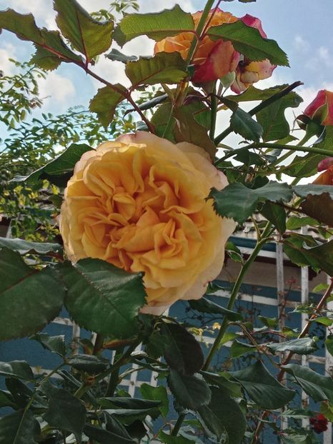  - SEPTEMBRIE-OCTOMBRIE - NOIEMBRIE