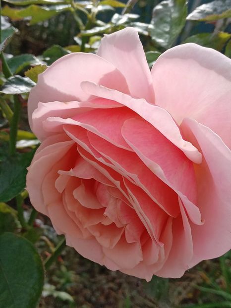  - SEPTEMBRIE-OCTOMBRIE - NOIEMBRIE