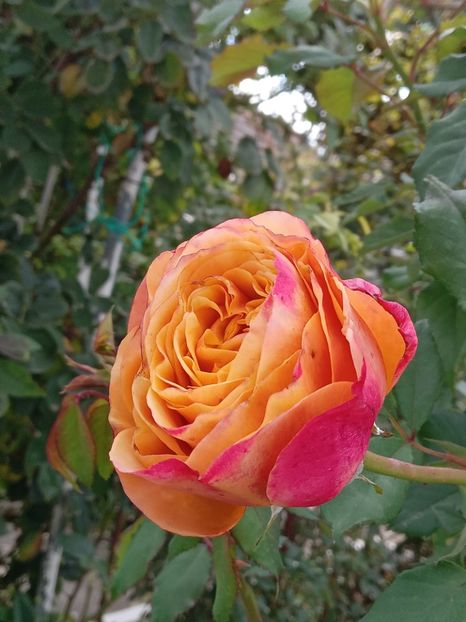  - SEPTEMBRIE-OCTOMBRIE - NOIEMBRIE