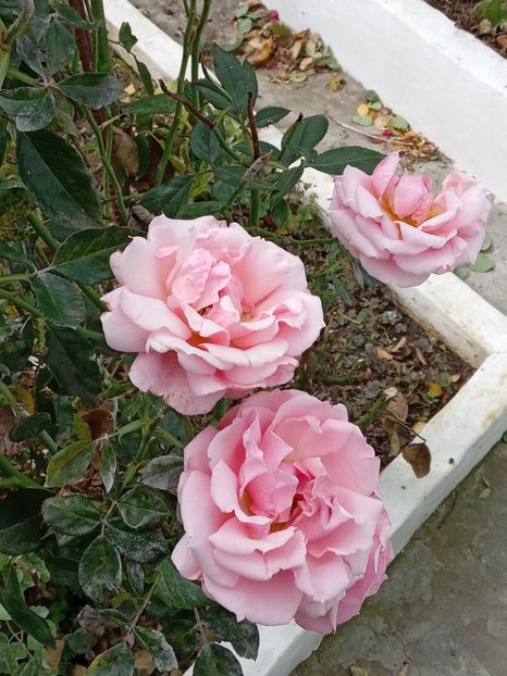  - SEPTEMBRIE-OCTOMBRIE - NOIEMBRIE