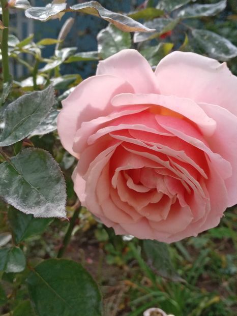  - SEPTEMBRIE-OCTOMBRIE - NOIEMBRIE