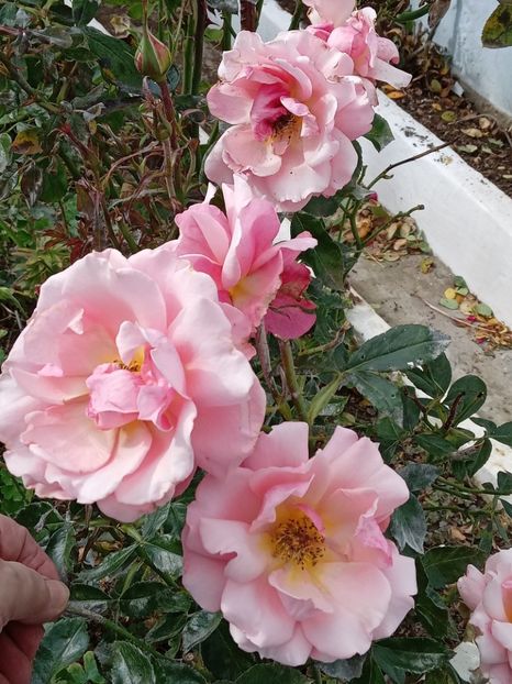  - SEPTEMBRIE-OCTOMBRIE - NOIEMBRIE