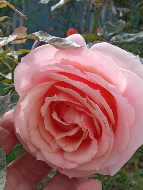  - SEPTEMBRIE-OCTOMBRIE - NOIEMBRIE