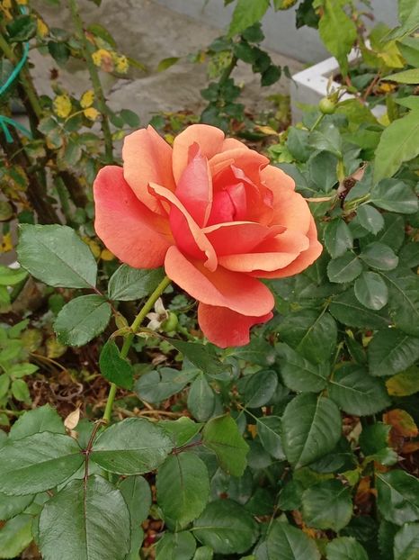  - SEPTEMBRIE-OCTOMBRIE - NOIEMBRIE