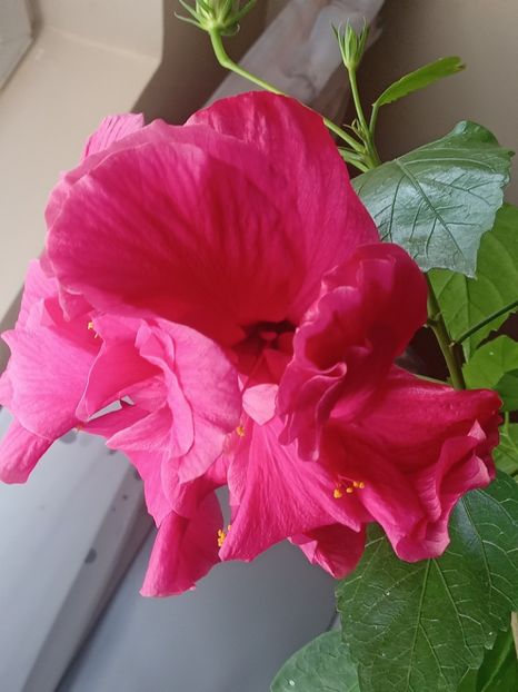  - SEPTEMBRIE-OCTOMBRIE - NOIEMBRIE