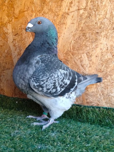 IMG20251019130311 - MATCĂ MASCULI AGH 2026