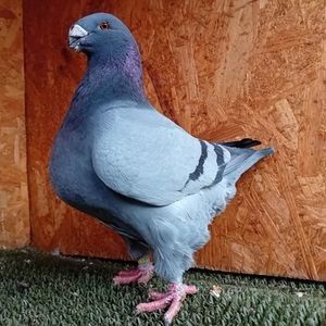 116669304_IDDVSKS3 - MATCĂ MASCULI AGH 2026