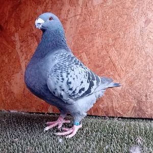 116774498_EOEKINE - MATCĂ MASCULI AGH 2026