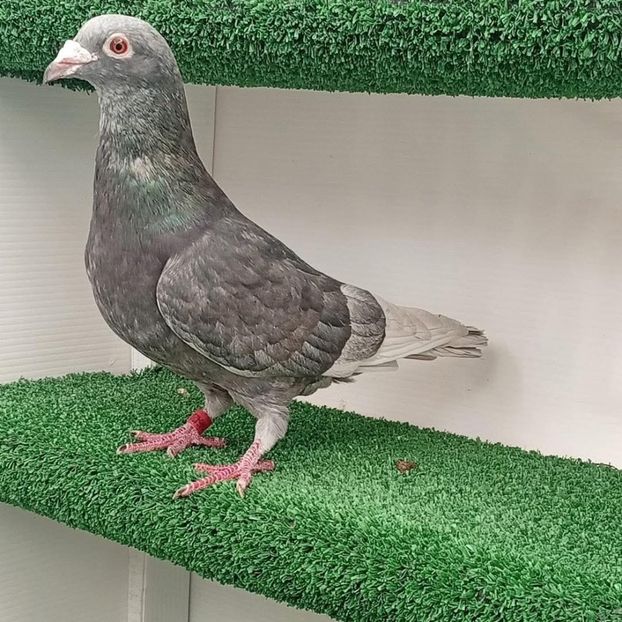  - Nu îmi aparțin 11