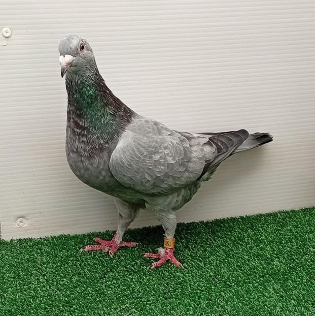  - Nu îmi aparțin 11