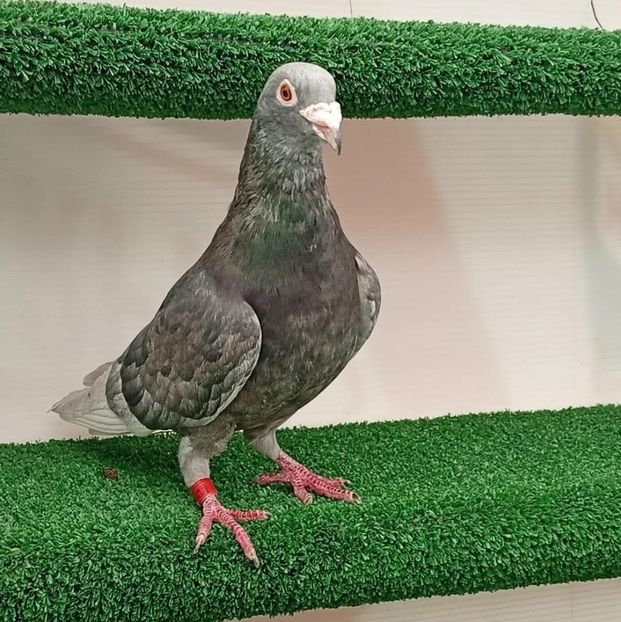  - Nu îmi aparțin 11