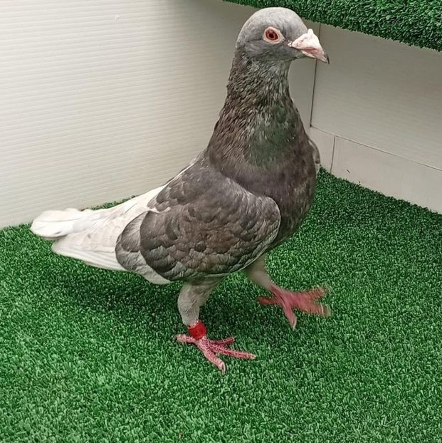  - Nu îmi aparțin 11