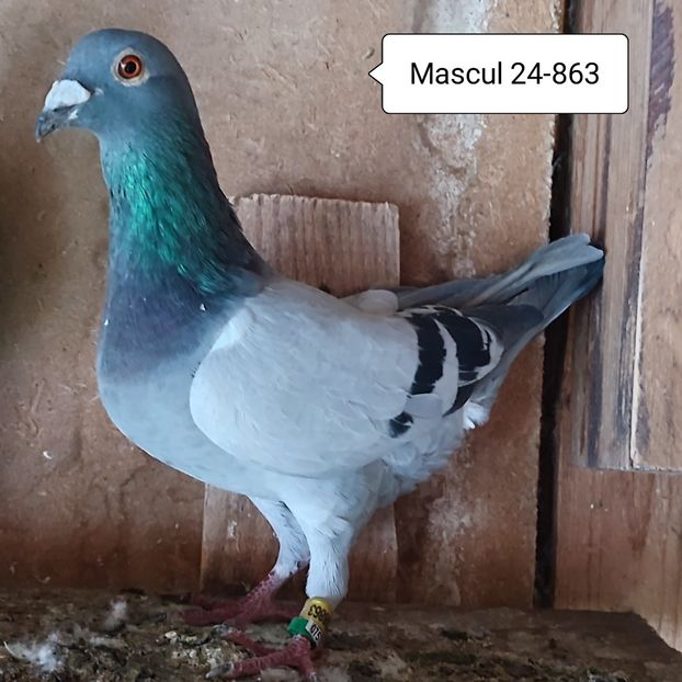 Mascul 24-863 - Vanat