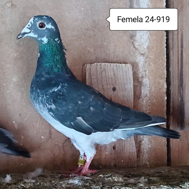 Femela 24-919 - Baltat Gut