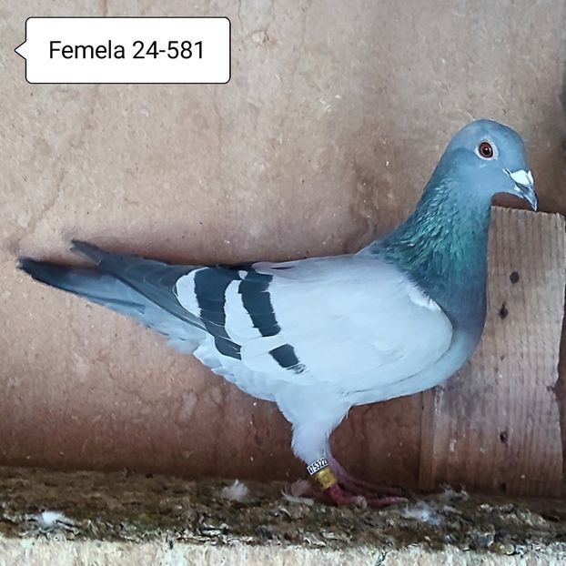 Femela 24-581....-10 lei - Porumbei vanduti