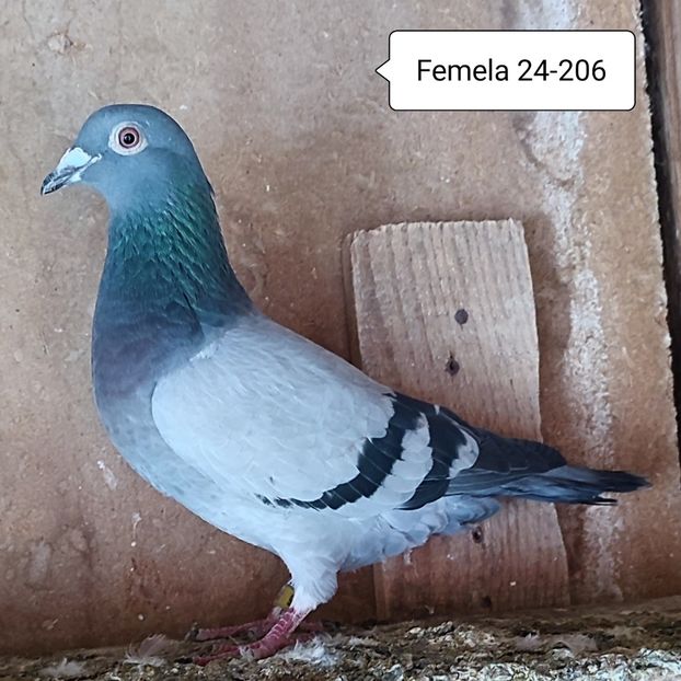 Femela 24-206 - Porumbei vanduti
