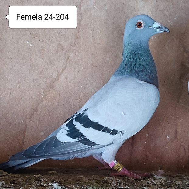 Femela 24-204 - Porumbei vanduti