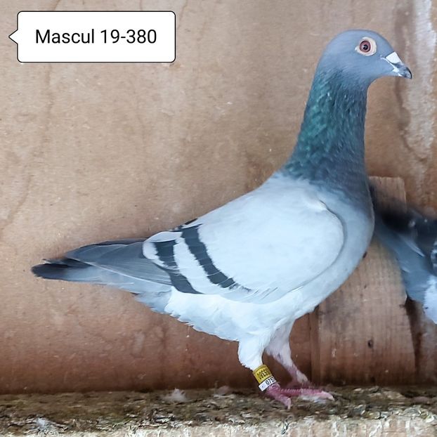 Mascul 19-380....-10 lei - Porumbei vanduti