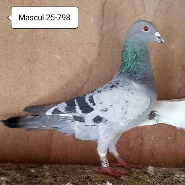 Mascul 25-798 - Stropit Rar