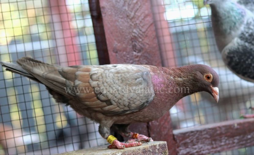  - Nu îmi aparțin 11