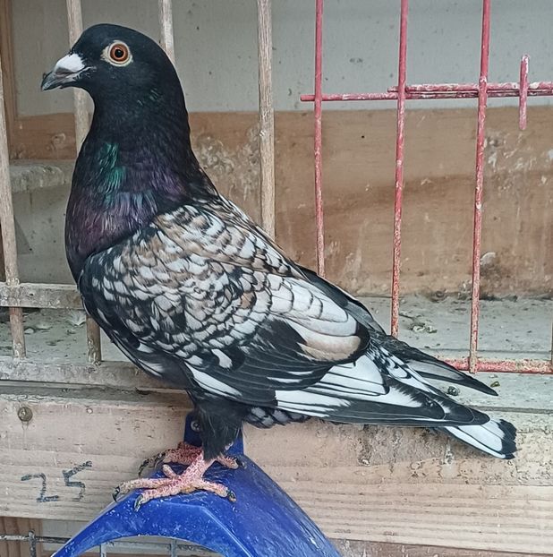  - Nu îmi aparțin 11