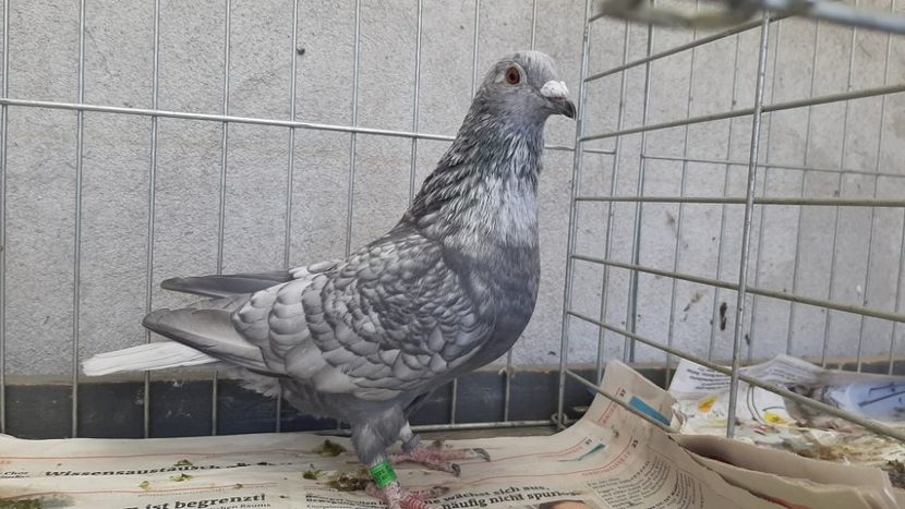  - Nu îmi aparțin 11