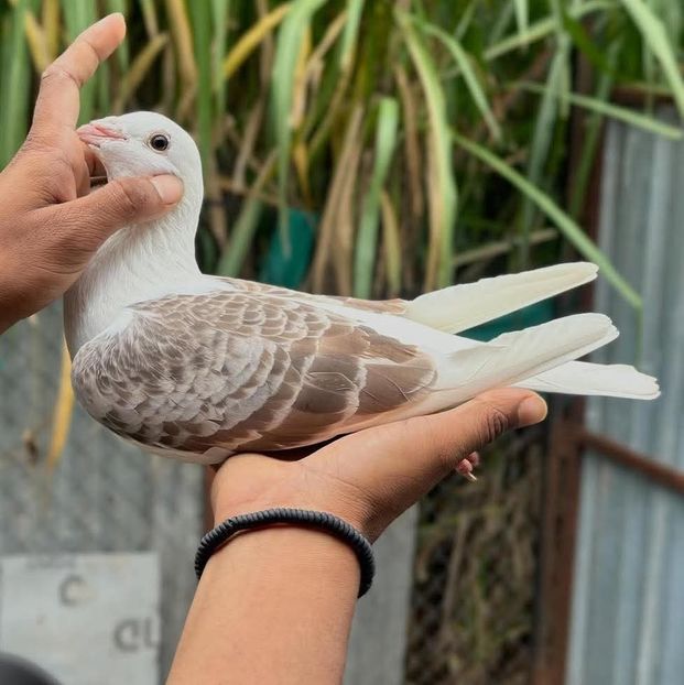  - Nu îmi aparțin 11