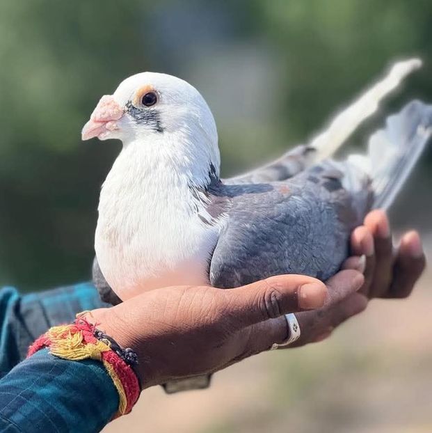  - Nu îmi aparțin 11